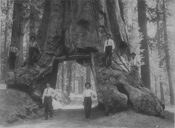 Yosemite National Park, c. 1912. Here is another view of the Wawona Tree, the subject of tterrace's Ex-Tourist Attraction. It was taken fifty years prior to tterrace's photo, scarcely six years after the park was created, although the passage through the tree was cut in 1881, some 31 years earlier. My grandfather is the second man from the right. The others are his brothers-in-law to be. View full size.
