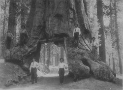 Yosemite National Park, c. 1912. Here is another view of the Wawona Tree, the subject of tterrace's Ex-Tourist Attraction. It was taken fifty years prior to tterrace's photo, scarcely six years after the park was created, although the passage through the tree was cut in 1881, some 31 years earlier. My grandfather is the second man from the right. The others are his brothers-in-law to be. View full size.
(ShorpyBlog, Member Gallery)