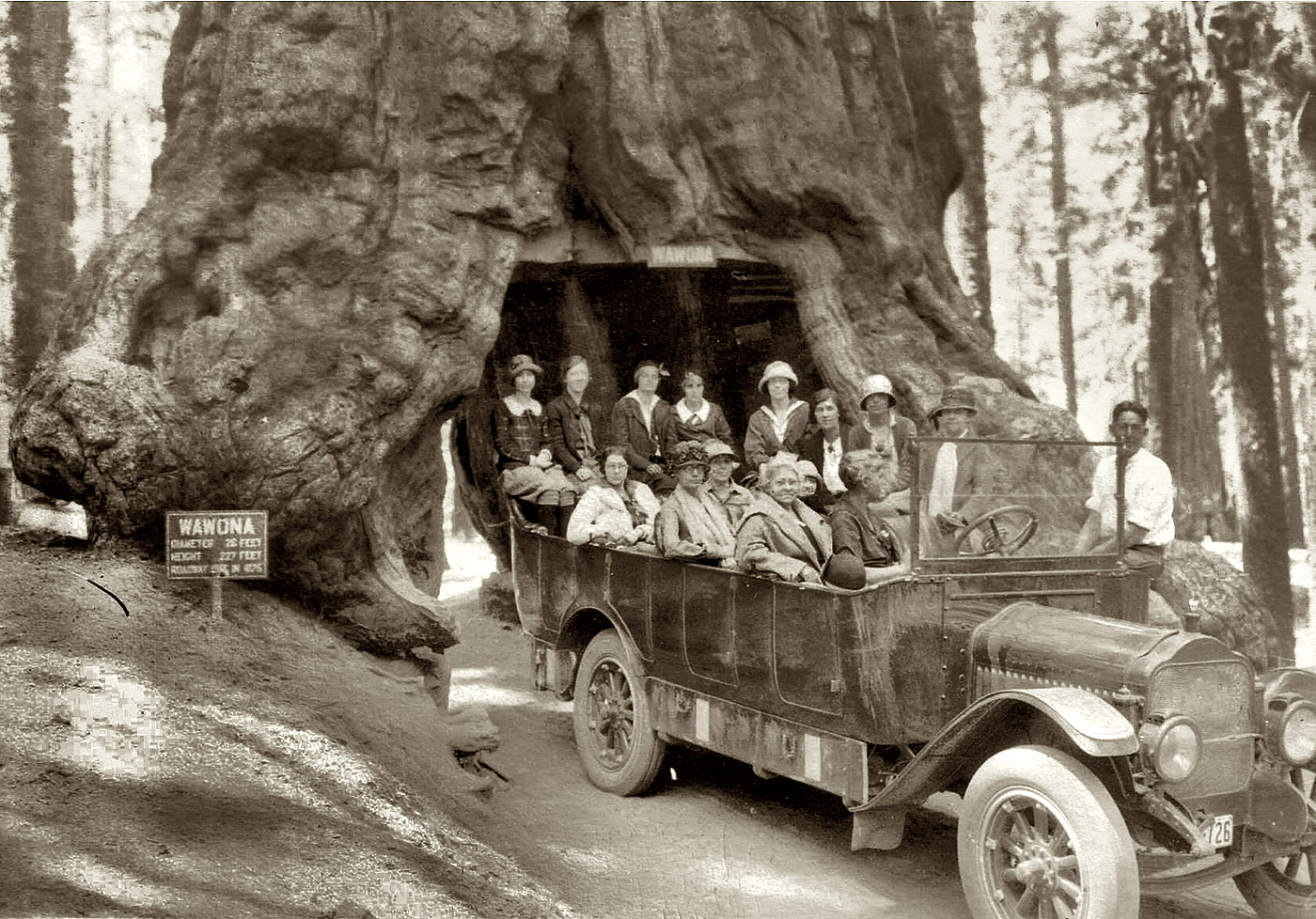 Wawona Tree was a famous giant sequoia that stood in Mariposa Grove, Yosemite National Park. It had a height of 227 feet (69 m) and was 90 ft (27 m) in circumference. A tunnel was cut through the tree in 1881. (Sign says road was cut 1875.) The Wawona Tree fell in 1969 under an estimated two ton load of snow on its crown. The giant sequoia is estimated to have been 2,300 years old.