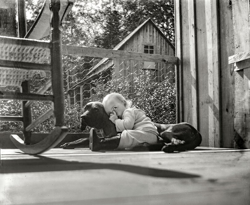 The "Li'l Cornhusker" seen here earlier seems finally ready to sleep, in the company of the family dog. A 4x5 glass negative from Pawnee City, Nebraska, circa 1910 or earlier. View full size.
