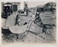 This photo was taken in the early 1920's by my Great-Grandfather.  They bred and trained German Shepherds for police work mostly but also worked with the dog's gentler abilities too.  I believe this was taken in Hempstead on Long Island.  Their kennels were located in the area of farmland which became suburban East Meadow and the landscape was more rural there, leading me to believe that this was taken in town.  No idea who the child is, certainly not an immediate relative.  Perhaps a distant cousin, anyone recognize the little girl? View full size.
