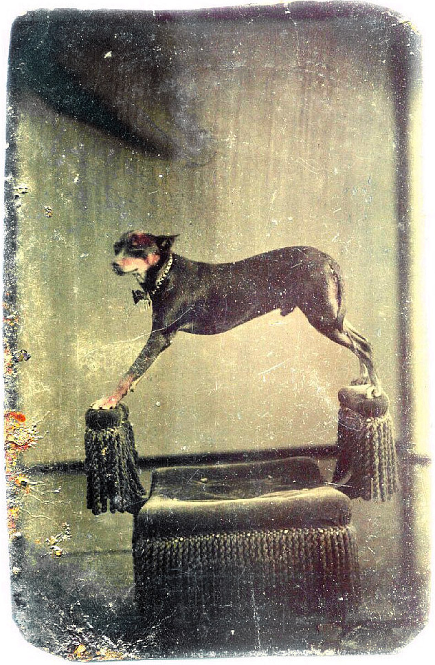 A Victorian tintype of a handsome (and patient) dog. 