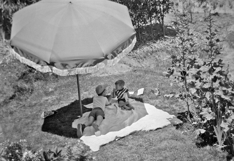 My brother and I enjoy a day on the green with the hollyhocks in our Larkspur, California yard. He's about 12, me about 3. Later, we may have played in the pretend city we built, which he precociously named Le Petit Orléans. All I remember about it are the roads and the telephone lines we made with string and wooden mock chicken leg skewers from Mother's kitchen. Much later, the area in the upper right was the locale of my model church. I also note that the gizmo between me and the hollyhocks appears to share DNA with the other gizmo I'm holding in this shot. My father had an adventure each summer trying to find the pipe in the lawn that held the umbrella (also green, for all you colorizers). I still have the diagram he made, triangulating from trees on the slope, but it never seemed to help much. If I ever write my autobiography, this will illustrate the chapter "You Never Had It So Good." My sister took the photo. View full size.
