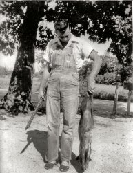 Robert Truman Brock near Antreville, SC around 1952. View full size.
Gone huntingWhat is that he shot? I thought it was a dog at first but it has hooves. A real skinny pig?
My dad  This is a photo of my dad but I don't know what animal it is.  I would guess that it is a pig.  I never heard the story behind the photo.  He grew up on a 100 acre cotton farm near Antreville, SC.  His parents were Ansel and Beatrice Murdock Brock and his brothers and sisters are Lawrence, Furman, Ansel Jr., Dorothy Brock and Victorine Brock Smith.
(ShorpyBlog, Member Gallery)
