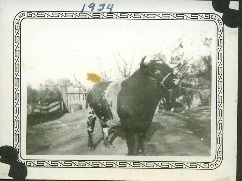This photo just cracks me up for some reason. 1934 and no name for the Bull, but picture must have been taken to sell him as a donor.
