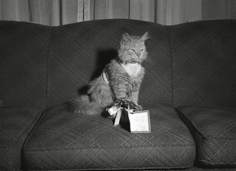 Kitty wins a prize. Not sure what the prize was, but kitty seems to be content with this. From my negatives collection. View full size.
