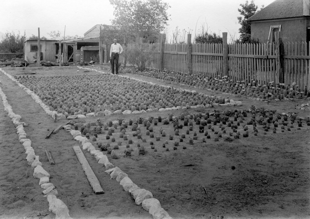 Fred Clark of Van Horn, Texas and his cactus garden. I haven't counted all of the succulent little beauties (beware the search traffic that phrase will draw), but I'll go out on a limb and say there are many hundred. Ouch! View full size. (Courtesy Portal to Texas History).

This is the first of a number of images we plan to post from a coalition of west Texas museums. The kind folks at the Texas Mountain Trail contacted us with an offer we couldn't refuse: Access to old photographs. You can see all of the images in our Texas Mountain Trial gallery.