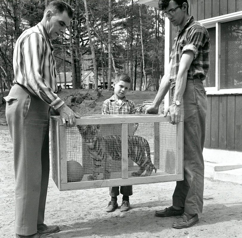 Dacca the baby tiger arrives at the Rumford Wild Animal Park Rumford, Maine in 1964. From the negatives collection. View full size.

