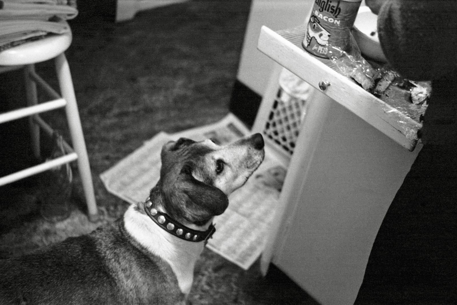 Bacon-flavored dog food! You sure can't say we didn't pamper our Missie. Here Mother appears to be supplementing it with some strips of leftover steak. Missie had been a foundling, rescued as a months-old pup by a friend's family as she scrounged for food on a beach along the Russian River. She never lost that knack, each day making her regular rounds of the neighbors who always had some treat waiting for her. She developed quite a gut. Nevertheless, she was a born tracker, and delighted in romping through the woods after deer for hours when we'd go on hikes, then following our scent to wherever we'd gotten to in the meantime. We were astonished one day early on when for the first time she actually pointed at some lurking critter. That hunting instinct didn't always end well; she tangled with a skunk once, and one day came home with a small gash in her side, we assumed from an encounter with a raccoon. Her orphan days didn't sour her on the Russian River, because she loved frolicking on the sand and in the water at the beach near our Guernewood summer place. She was with us for just another year after I took this 35mm Tri-X negative in the Salmon Kitchen of our Larkspur, California home. View full size.