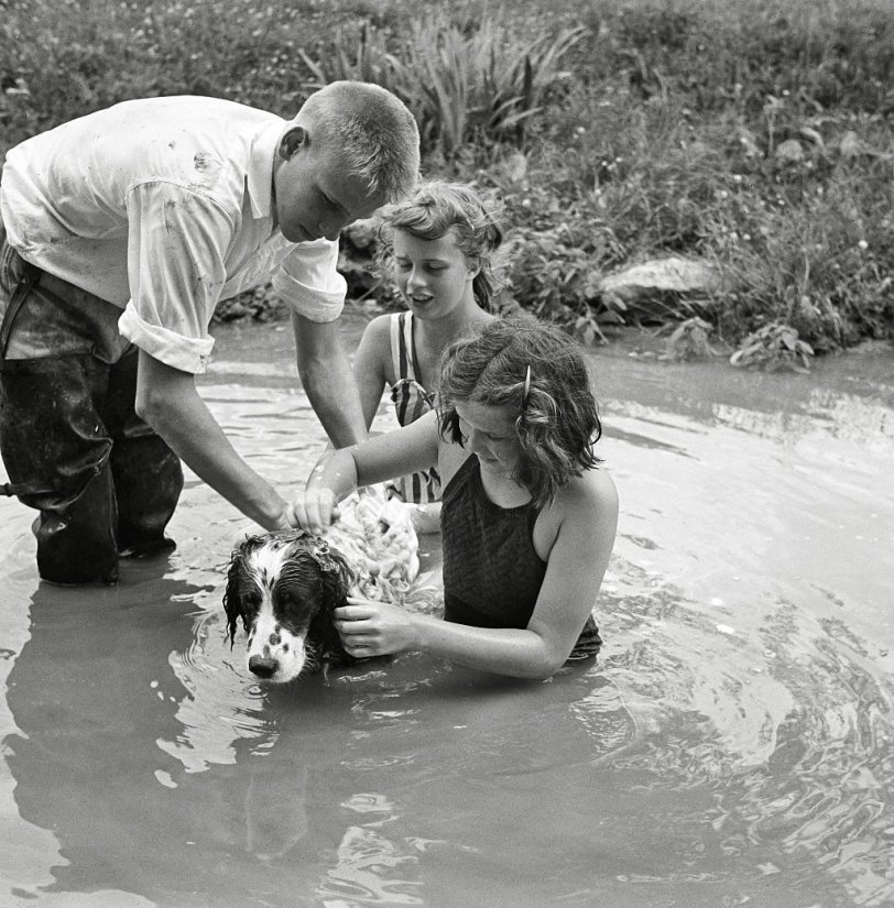 Kids washing a dog. Dog does not seem to be too impressed. From my negatives collection. View full size.
