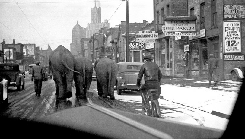 This photo is of a circus parade in the mid- to late-1930s in Buffalo. There are some interesting advertising signs visible, like the one for auto painting starting at $12, or "Ira's Chili Parlor" with "Mexihot" hamburgers for 10 cents. Many older Buffalo residents will recognize the "QueenO Beverages" sign. View full size.
