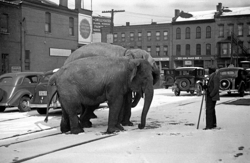 Some elephants have a chat with their trainer before entering the circus arena. I've been told that this may be Nash St. just off of Broadway near downtown Buffalo in the 1930s. Just above the large elephant's back you can see a sign that reads "Buffalo's Best Cup of Coffee." This was the slogan of the Deco Restaurant chain that I remember from  when I was a kid in the early 1960s. View full size.

