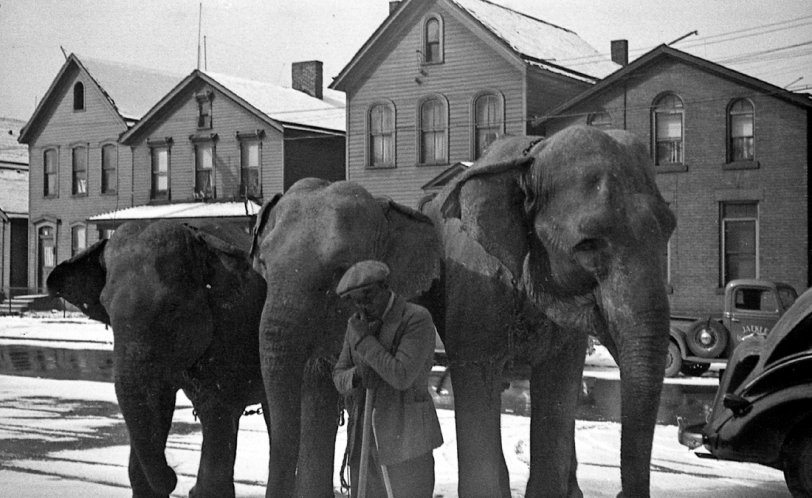 Elephants pose for a photo with their trainer before going into the circus arena near downtown Buffalo back in the 1930s. View full size.
