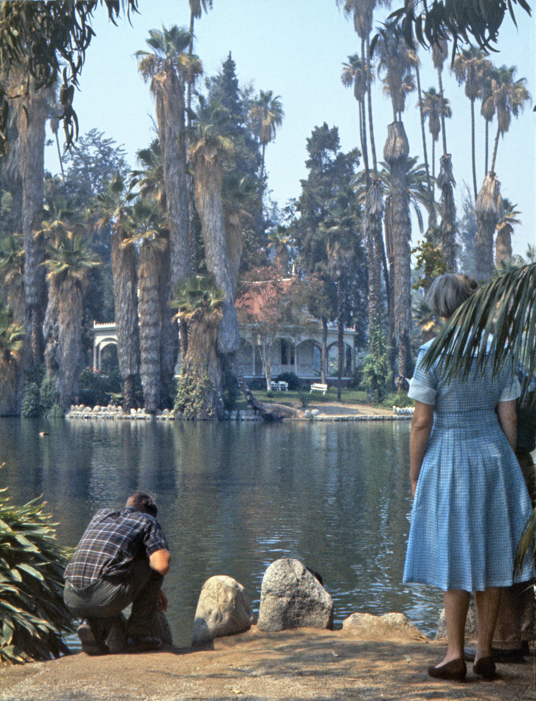 The Los Angeles County Arboretum in Arcadia, California. I'm looking at a duck while my mother and almost-visible father stand by. Formerly the realm of early Los Angeles land developer E. J. "Lucky" Baldwin, the jungle-like grounds have been used in hundreds of films and TV shows, from such illustrious entries as many Tarzans, The Lady Eve, Notorious, Road to Singapore, Passage to Marseilles, The Yearling, Marathon Man, Roots and Buffy the Vampire Slayer to the not-so-illustrious Attack of the Giant Leeches and Zombies of Mora Tau. The Queen Anne Cottage across the water was the Fantasy Island house in the opening of the TV series. Just last week we watched a 1962 Perry Mason episode filmed on the grounds. This Ektachrome was taken by my brother on our first trip to the Southland, mainly to visit my sister's family and my four-month-old nephew. It was also my first visit to Disneyland, upon which my brother expended one whole photo, incidentally capturing my elbow in the process. For some inexplicable reason (though possibly economic: Well, your brother will be taking pictures.), I didn't take my own camera along. View full size.
