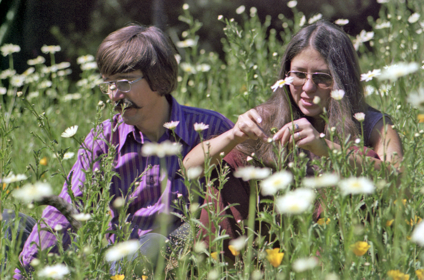 My brother and sister-in-law amongst the daisies and California poppies in our back yard in Larkspur, California, captured by me on 35mm Kodacolor. When I was a kid, we called this this vacant lot "The Field," as it was covered mainly by wild oats, thus making it perfect for summertime sledding on wax-coated cardboard carton pieces. The wax was actually from slabs of paraffin my mother used in jam and jelly making. How Norman Rockwell can you get. View full size.