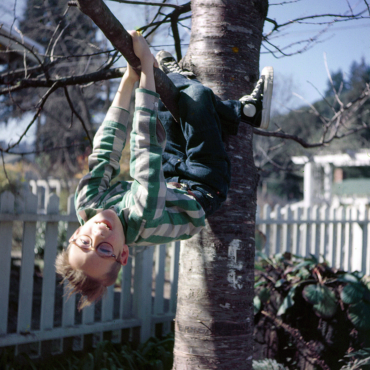 East Guernewood, California, 1954. I'm 8 years old and hanging from the cherry tree in the front yard of our summer place at the Russian River. Looks like I've got a new pair of Keds or PF Flyers. 2-1/4 square Ektachrome transparency. View full size.