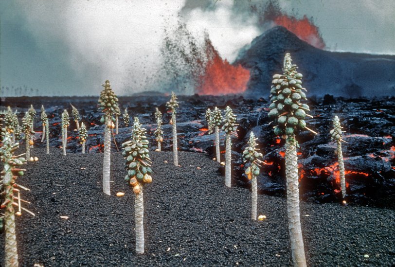 Kilauea eruption with molten lava and papaya trees near Kapoho, Hawaii, 1960. 35mm Ektachrome transparency, photographer unknown. View full size.