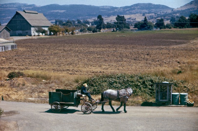 When the film comes back, my sister's hopes for a lovely framed 8x10 enlargement are dashed when she sees that at the last moment the horse turned its head, transforming what should have been a placid rural scene into a grotesque circus of horrors. July 1956, California's Napa Valley captured on Ektachrome. View full size.
