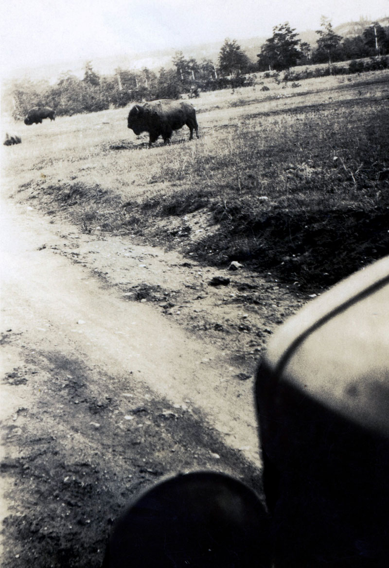 Oh, give me a home
Where the buffalo roam,
Where the deer and the antelope play;
Where seldom is heard
A discouraging word
And the skies are not cloudy all day
View full size.