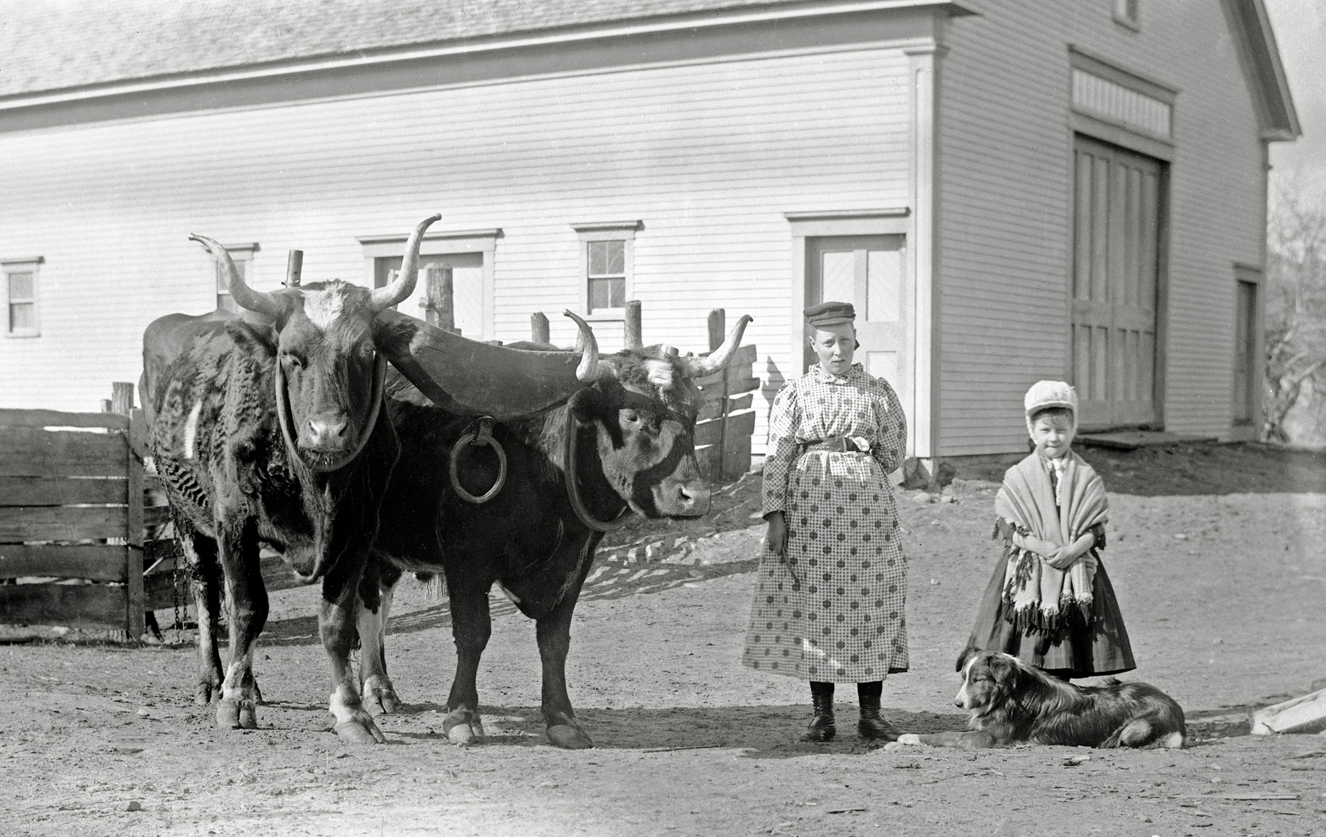 What a wonderful old glass negative found in  Maine. Two darling girls out in the barnyard with a team of oxen, all yoked and ready for work. View full size.