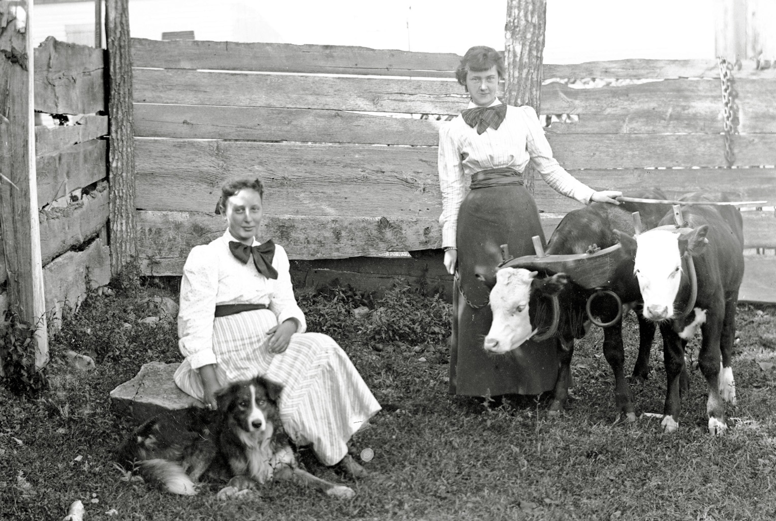 Two beautiful girls in the calf pen with a couple of young calves. Beautiful dresses and lovely girls from long ago on this old glass negative found in Maine. View full size.