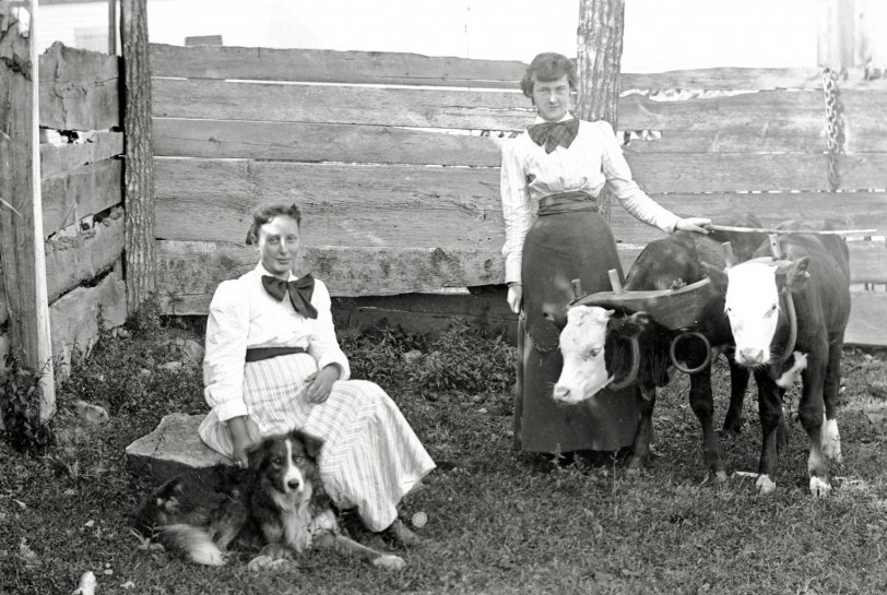 Two beautiful girls in the calf pen with a couple of young calves. Beautiful dresses and lovely girls from long ago on this old glass negative found in Maine. View full size.
