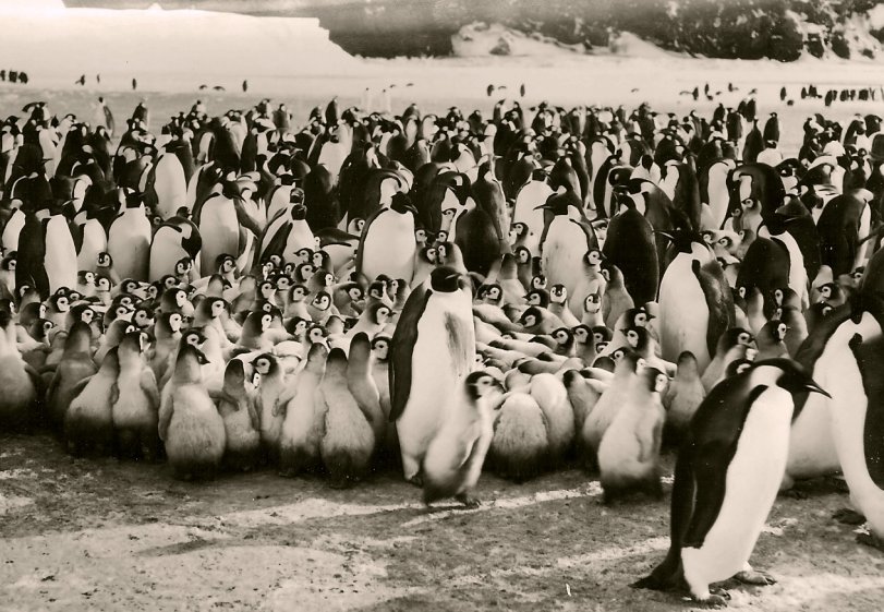 Ross Island, Antarctica. Adélie Penguins pose for Navy Photographer Joe Edge in 1963. View full size.

