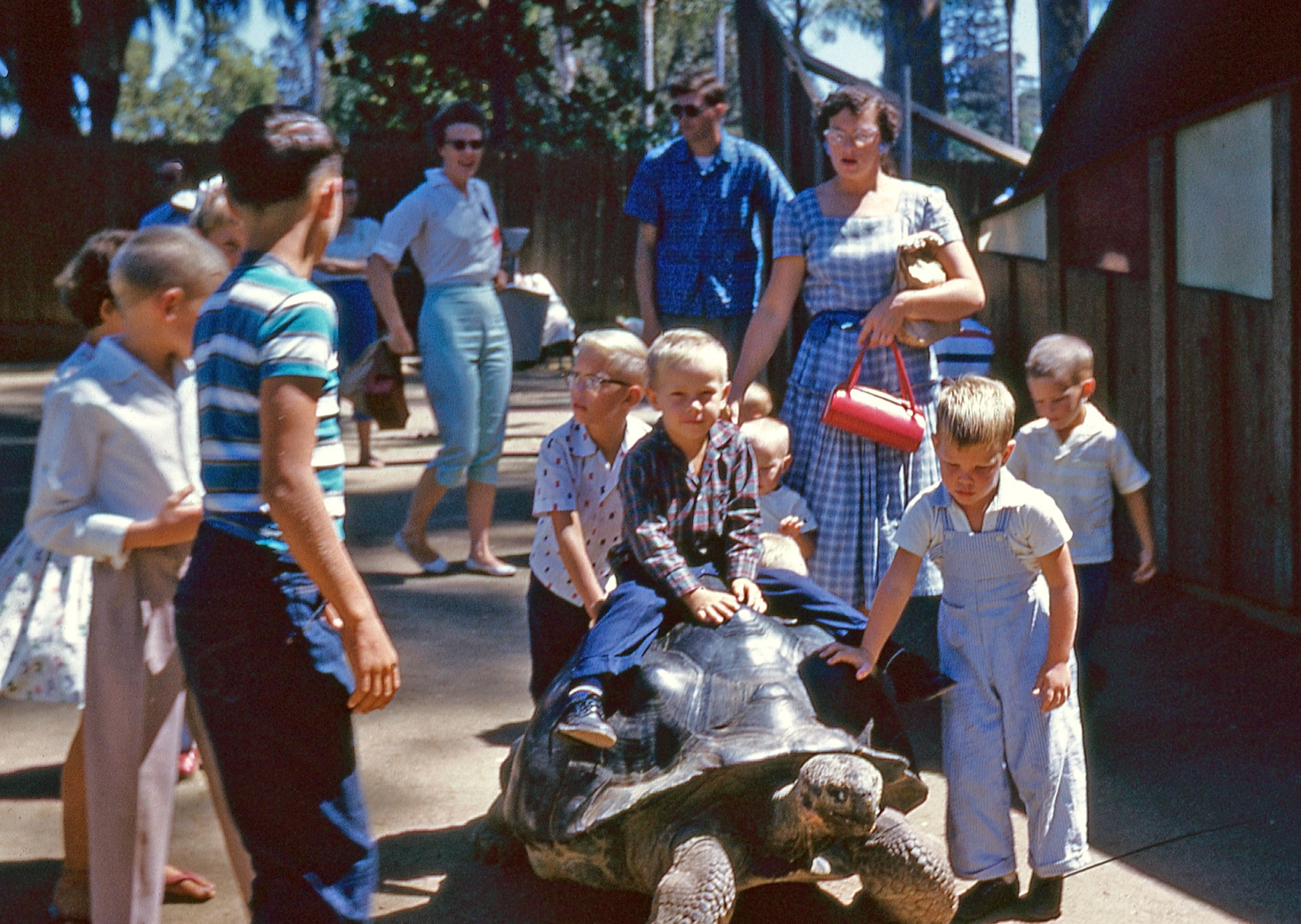 Unknown kids in an unknown location, riding a giant tortoise, probably in Southern California, possibly the San Diego Zoo, or wherever you go to ride a giant tortoise. 35mm Kodachrome slide from a thrift store find. View full size.