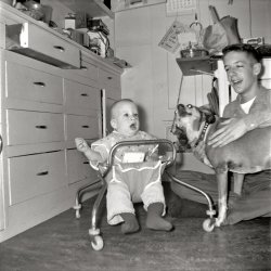 November 1960. While I restrain Missie the Zombie Dog, my nephew Jimmy is either still stunned by or anticipates the full-face smooch she gave him within moments of this shot (see first comment below). Interesting background details here in my mother's kitchen: upper right on the white table, a bowl of sliced figs fresh from my father's garden, along with an actual box of Pablum (presumably for Jimmy); on the table shelf, some of her recipe cards in a clothespin holder thingie behind a casserole dish; on the back wall, an ironing board cabinet, and under it, I guess, a metal compartment for the old kind of iron you heated on the stove; for some reason, a bamboo cane hangs from the cabinet handle; on the left, a typical accretion of kitchen items clogs the shelf, including an aluminum cake saver, hand-crocheted hot plate mats, wire glassware holder complete with table glassware, and in the corner, recipe boxes and cookbooks (one a Betty Crocker) are piled atop the breadbox, one of Mother's wedding presents from 1932 and which is now in my possession. I'm 14 here, Jimmy 8 months. My sister took the photo. View full size.