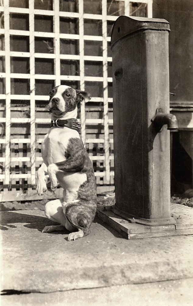 This is Mike, one of many so-named dogs owned by my Great-Grandparents, out back of their house in Iola, Kansas, sometime around 1930. 

Mike was some sort of bull terrier breed who my great grandfather bought from a junk yard man named "Sting-Eye" Allnut for the sum of fifty cents. The dog poses next to a pump which drew rain water from a cistern; I'm told my great-grandmother, who had beautiful blond hair, preferred to wash her hair in the rain water because it was much softer than the well water which came out of the indoor plumbing. View full size.