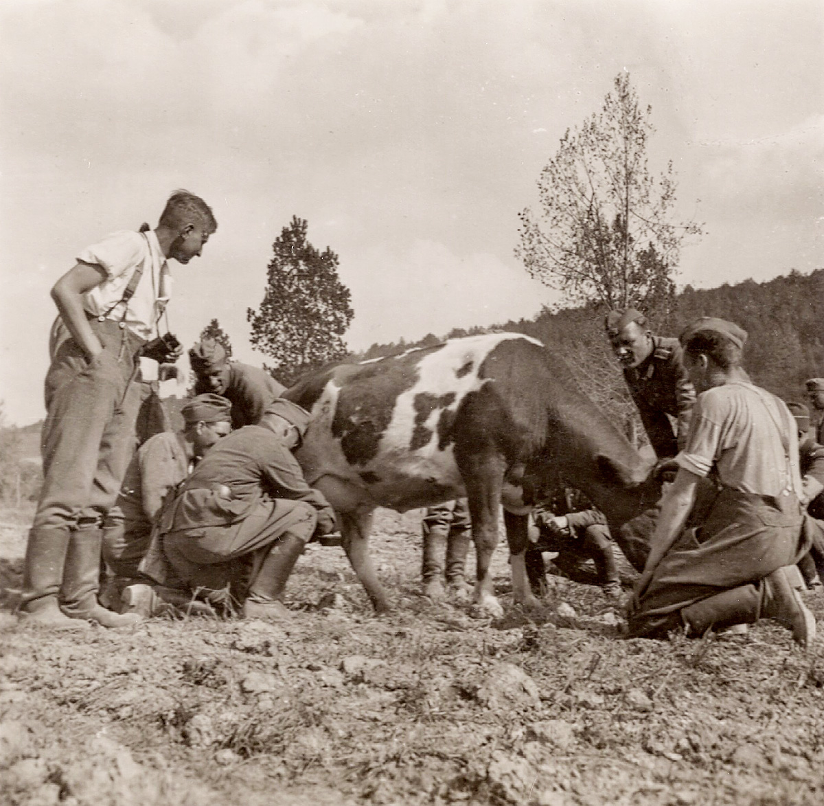 German soldiers milking a cow in France. View full size.
