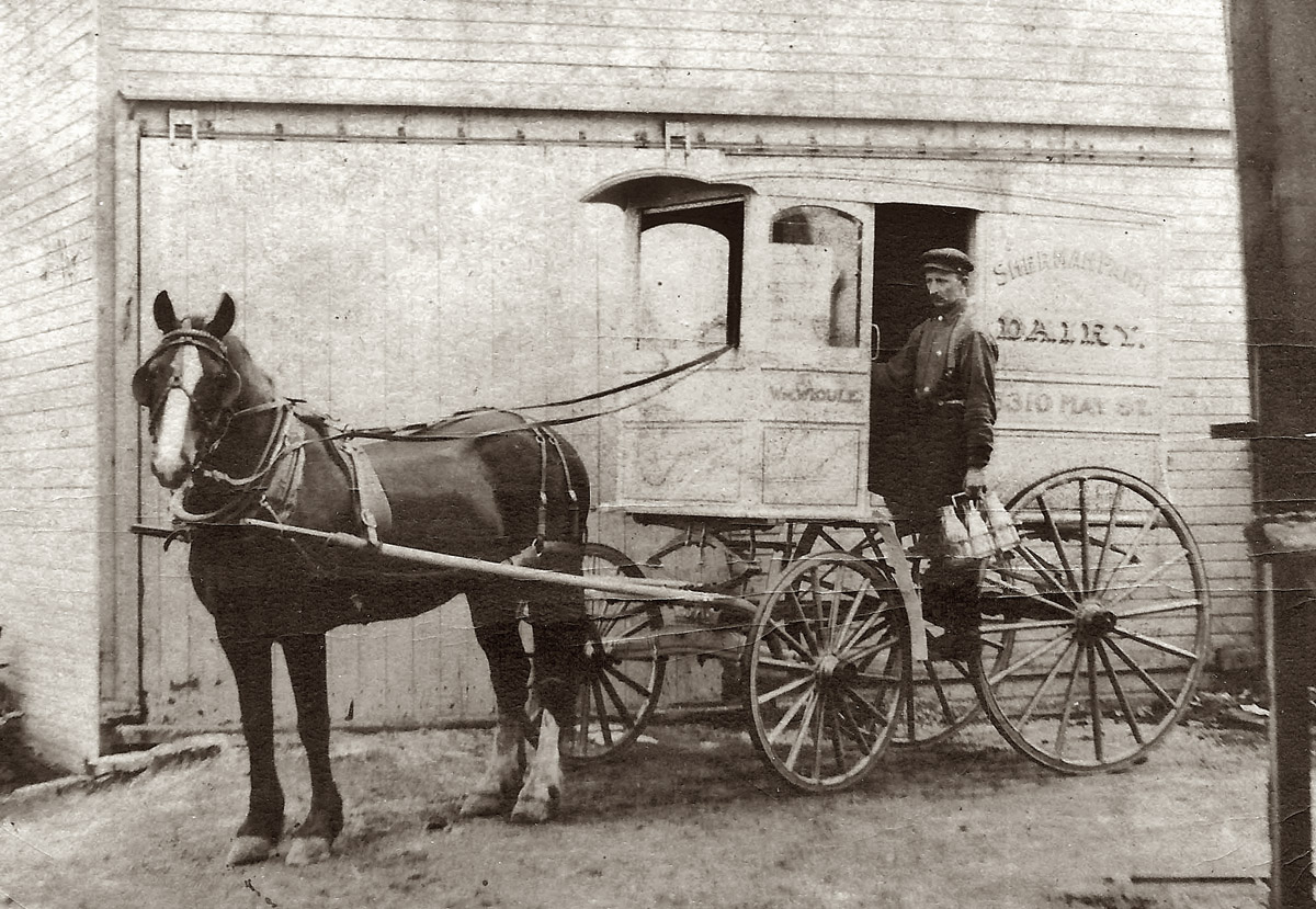 The milk wagon of William Widule, the owner of the Sherman Park Dairy of Chicago around the turn of the century. The wagon appears freshly painted, William is neatly dressed, and it is obvious that his partner is very well cared for. I like the way the horse's ears are pricked forward and he (or she) is gazing directly at the camera.