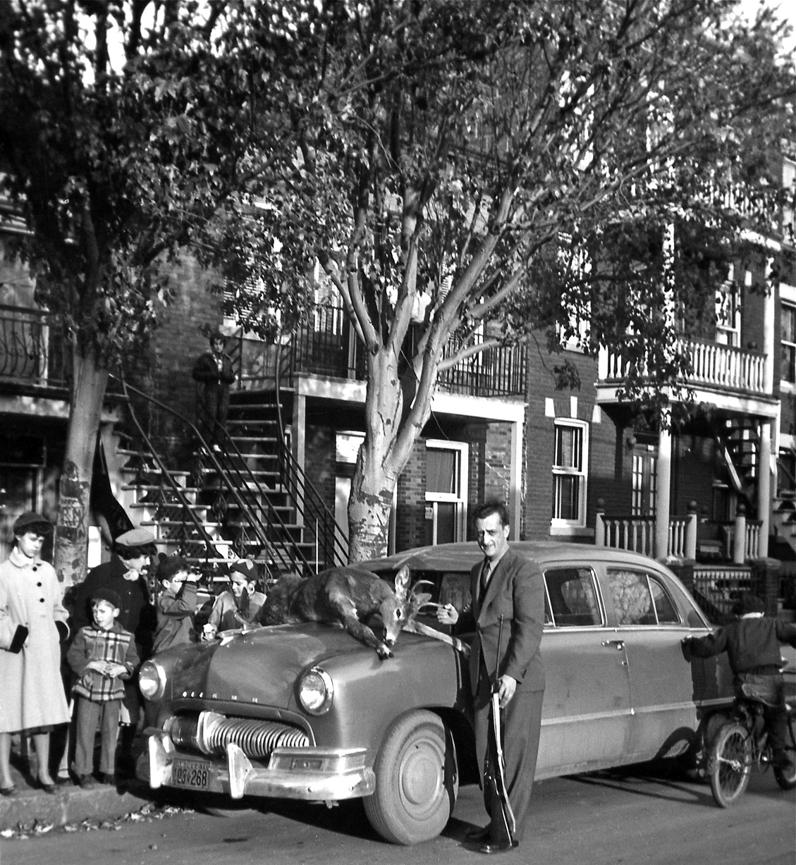Typical Montreal scene in the 1950's except for the deer. Those houses with their staircases represent well that neighbourhood called "La Petite Patrie." Houses were built in the 1920's. The little fellow on the bicycle is my uncle.  I guess the Mercury Meteor is from 1950. View full size.

