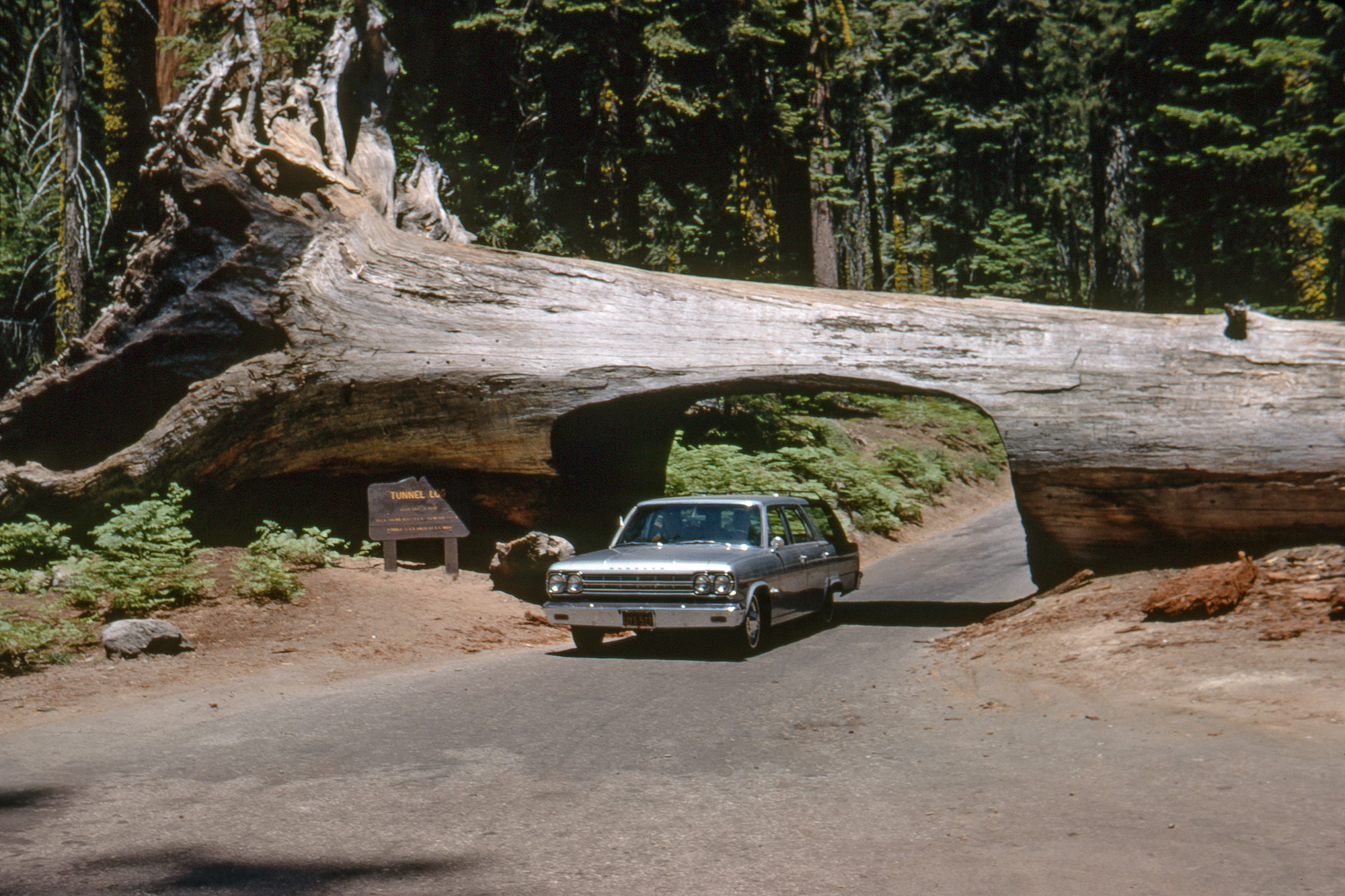 My father steers our 1966 Rambler Classic station wagon through Sequoia National Park's Tunnel Log in this Kodachrome slide I took on our summer vacation in July 1967. But it wasn't the first time he'd driven a Rambler through a tree, however, an event seen previously here on Shorpy.  View full size.