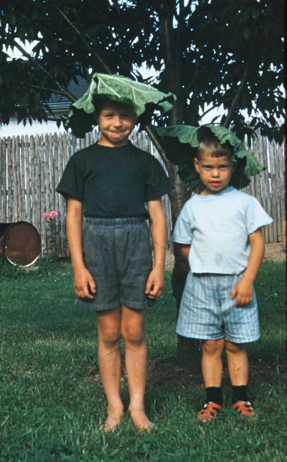 What do you do on a warm summer's day, when Mom has just had you cut the stalks for one of her mouth-puckering rhubarb pies? Simple, you make hats of the leaves. (Then you look simple, too.) Me and my brother, roughly 1956. (Wonder if that rake is still tines up in the garden behind us?) Kodachrome, Kodak Retina. View full size.