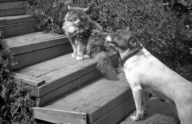 Since cute cat and dog pictures have proved so incredibly popular of late on Shorpy (over 550 "Likes" so far for the last one), I thought I'd post one of ours. This is August, 1948 in our back yard in Larkspur, California. One guess who's the alpha critter here. Tom, aka Boots the Cat, didn't take foolishness from anybody, much less Nippy the dog. Nippy herself was well-named; in fact, shortly after this was taken my folks had to give her away to some friends because of her tendency to take nips at people, most recently including the two-year-old me. Tom/Boots, on the other hand, took a more tolerant view of people, but nevertheless steadfastly maintained a feline aloofness that made his somewhat occasional visits something of an event. The closest he ever came to coming indoors was when he'd wend his way through the foundations and up the basement stairs to the top step just behind the closed kitchen door, where there'd always be a dish of cat food waiting for him. I remember the piscine redolence of that spot that lingered for years after his last appearance. View full size.
