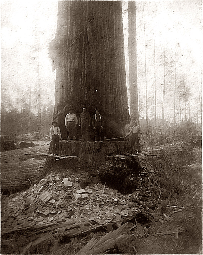 This is a redwood tree ready to be felled. No chainsaws then. Most likely Humbolt [or would that be Humboldt, with a D?] County, California.