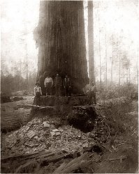 This is a redwood tree ready to be felled. No chainsaws then. Most likely Humbolt [or would that be Humboldt, with a D?] County, California.
LocationLooks like pre 20th century and could have been virtually anywhere in the redwood region from Del Norte County down to Santa Cruz.
All along the coastmid to late 1800s is good guess.  Could actually be anywhere along the California coast between the Oregon border and Santa Cruz.  Looks like it might be a drier redwood site - no ferns visible.  Trees aren't real giants.  Great piece of logging history, though.
Don Hall
Yreka, CA
(ShorpyBlog, Member Gallery)