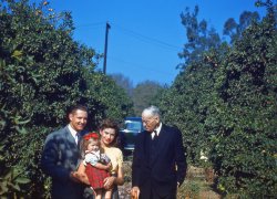 This was taken in an orange grove so it's likely in Southern California where I found this Kodachrome slide in a thrift store. Now instead of actual citrus groves, we have shopping centers named after citrus groves. The slide is captioned "Uncle Albert Thanksgiving 1948." View full size.
(ShorpyBlog, Member Gallery)