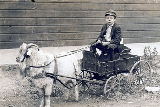 My father, William John Hager, in the Chicago area, riding in a wagon pulled by a goat. Circa 1915. View full size.