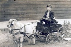 My father, William John Hager, in the Chicago area, riding in a wagon pulled by a goat. Circa 1915. View full size.
Got your goatThat is probably a Studebaker goat cart. They were sort of promotional toys made to look like the full sized farm wagons the company made through 1920. In farm areas a boy might get one when dad bought a new Studebaker wagon. In a city like Chicago that wouldn't be very likely unless your dad lived in a very rural area and had pet goats.
Studebaker discontinued manufacturing horse drawn wagons after 1920, sticking only to the horseless ones that were becoming popular by those days. But the Studebaker-designed goat wagons continued to be manufactured by a toy company until World War 2.
Your father probably didn't get to really ride much in that wagon. They were often owned by photographers. Both goats pulling carts, and donkeys were popular photographic props that children were posed on. 
The photographer came by. The animals attracted the kids, who flocked to the photographer. They posed for their pictures, to get to ride the wagon or donkey. Then the photographer hit up the children's parents to buy prints.
Apparently your grandparents did.
(ShorpyBlog, Member Gallery)