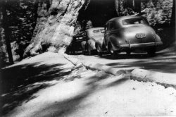 From the Yosemite trip again, this time cars are lining up and waiting to drive through the Wawona tree tunnel. Thanks to tterrace for the heads up on the name of the tree tunnel. View full size.
(ShorpyBlog, Member Gallery)